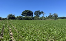 Brazil is the world’s largest producer of soybeans. Recognizing the importance of sustainability, Solidaridad and BASF want to address challenges, enhance biodiversity and drive positive change. Brazil is the world’s largest producer of soybeans. Recognizing the importance of sustainability, Solidaridad and BASF want to address challenges, enhance biodiversity and drive positive change.