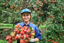 Smiling woman in blue shit and blue hat holding red fruit in a rambutan farm Smiling woman in blue shit and blue hat holding red fruit in a rambutan farm