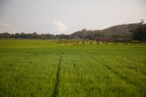 As one of the five most widely produced cereal crops globally, rice contributes about 10 percent of total greenhouse gas emissions from the agricultural sector. BASF and the International Rice Research Institute (IRRI) have therefore entered into a scientific collaboration to explore ways of reducing emissions from rice production. As one of the five most widely produced cereal crops globally, rice contributes about 10 percent of total greenhouse gas emissions from the agricultural sector. BASF and the International Rice Research Institute (IRRI) have therefore entered into a scientific collaboration to explore ways of reducing emissions from rice production.